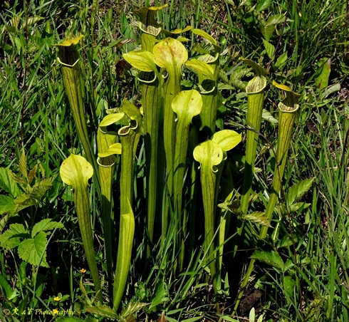 {Sarracenia oreophila}